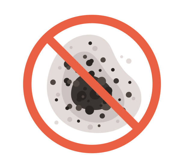 Best Black Mold Removal  in Mullins, SC