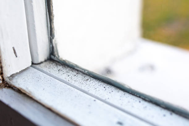 Best Forensic Mold Investigation  in Mullins, SC