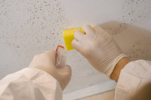 Best Airborne Mold Testing  in Mullins, SC
