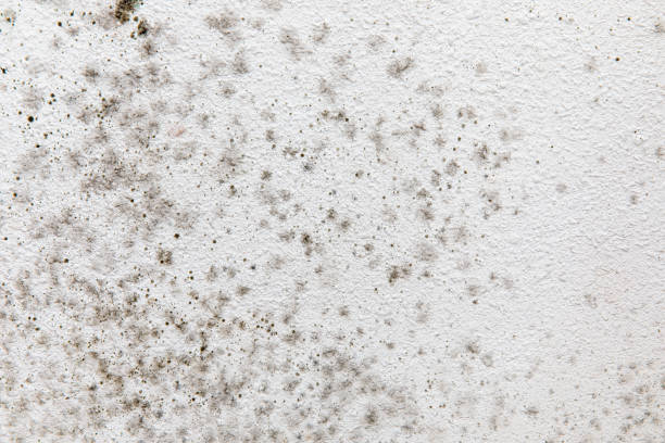 Best Comprehensive Air Testing for Mold Contaminants  in Mullins, SC